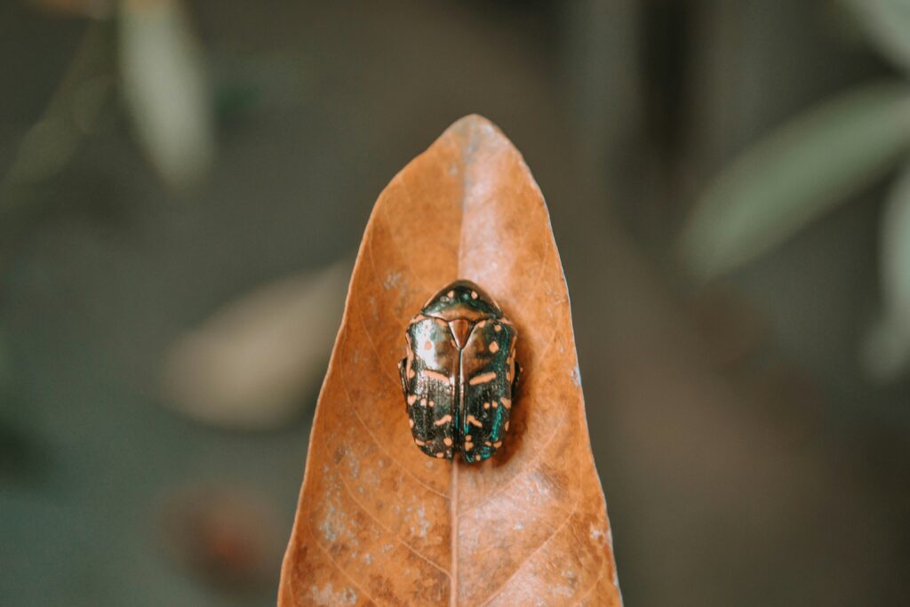 Ancient Egyptian scarab artifact with hieroglyphics

