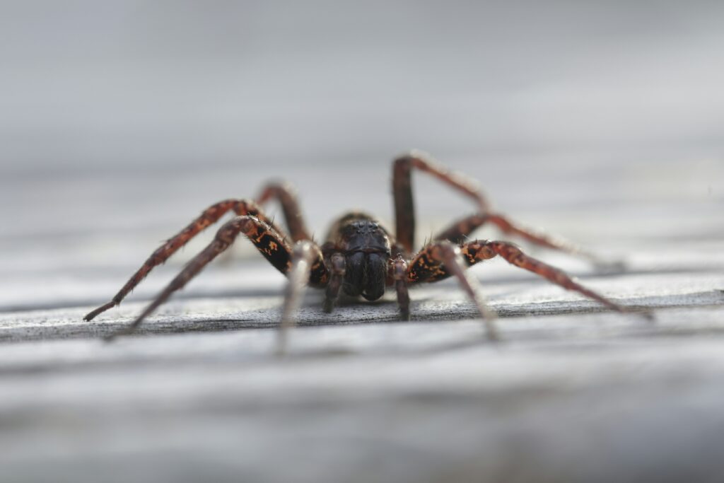 Visual comparison chart of venomous vs. dangerous spiders