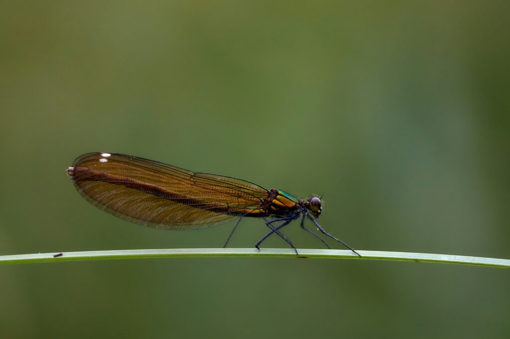 Female stonefly scattering eggs into a cold mountain stream
