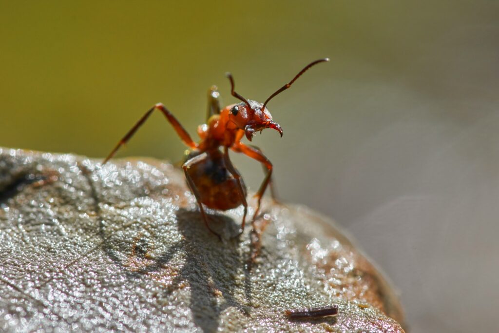 A Texas leafcutter ant carrying a piece of leaf back to its underground colony in a natural habitat