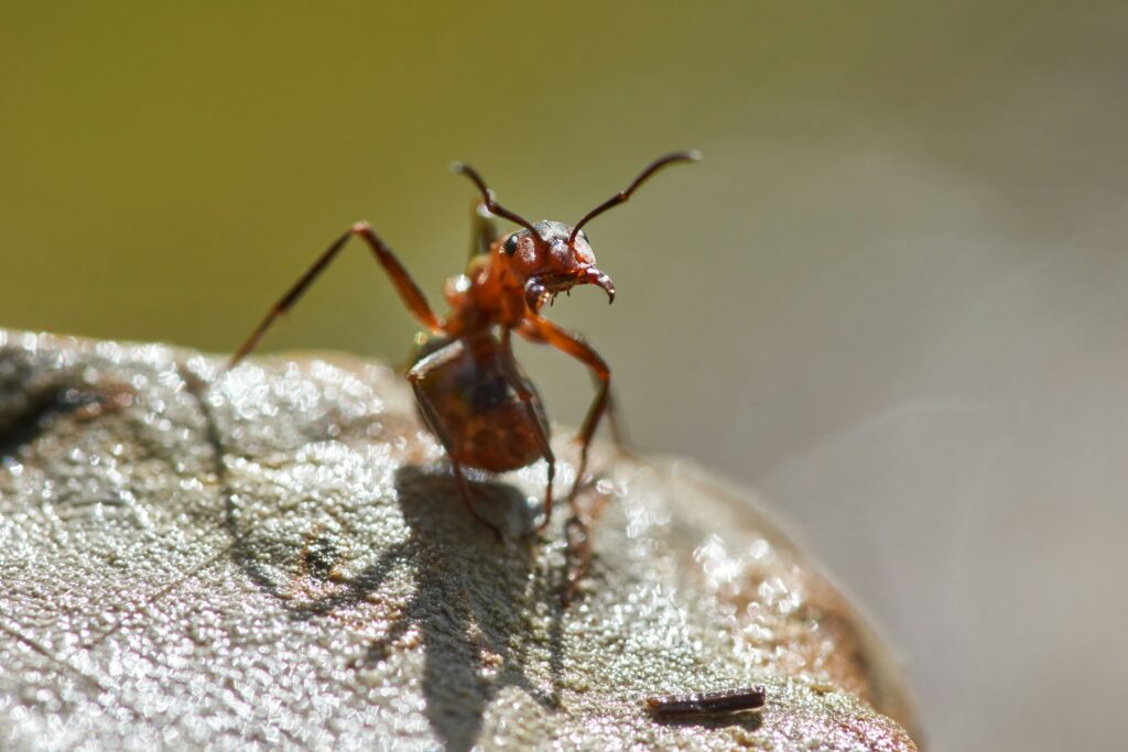 A technician applying ant bait stations and reviewing integrated pest management plans


