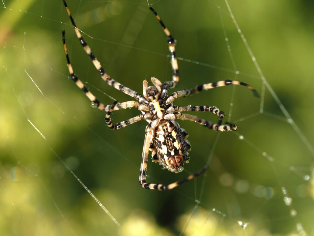  Illustration or photo of spider showing leg length, pale body, and eyeless face