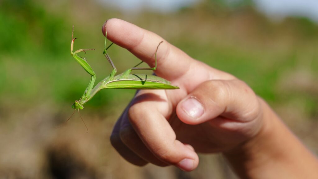 Diagram of insect reacting to physical contact triggering molting or transformation