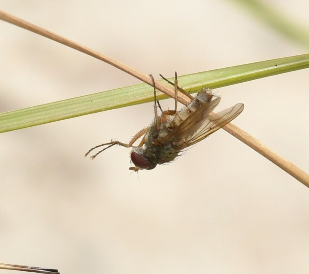 Gopher Tortoise Burrow Fly hanging from a stick