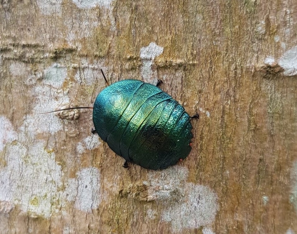 Metallic emerald cockroach on the tree bark