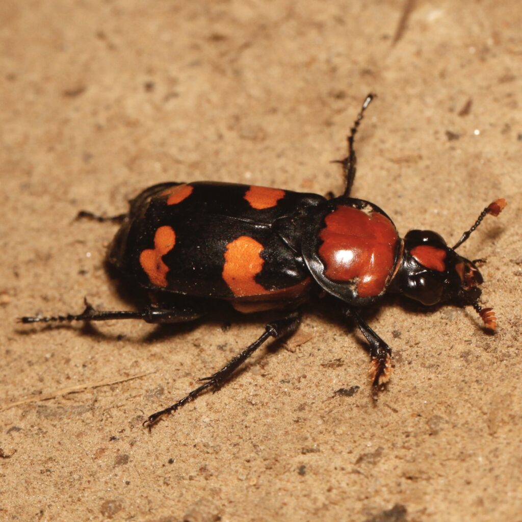Nicrophorus americanus, American Burying Beetle (female) — walking