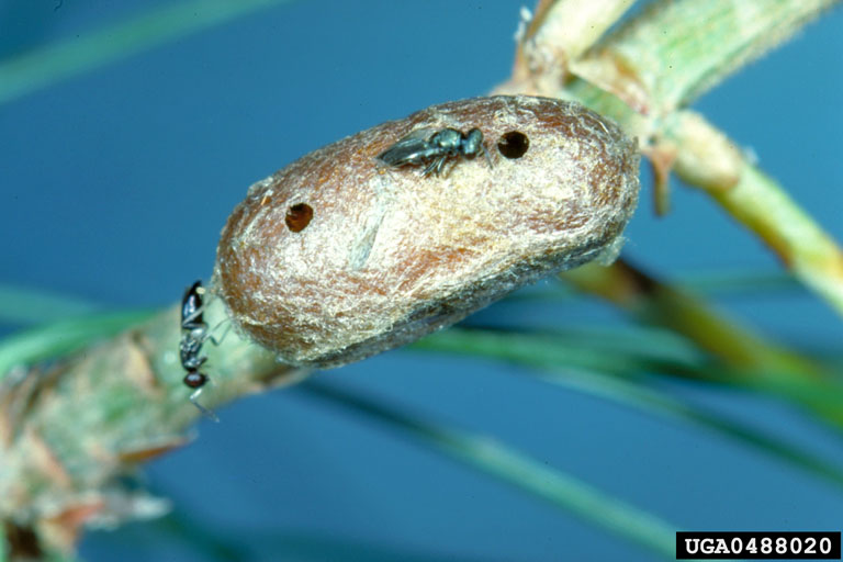 Parasitic wasps emerging from a parasitized sawfly cocoon