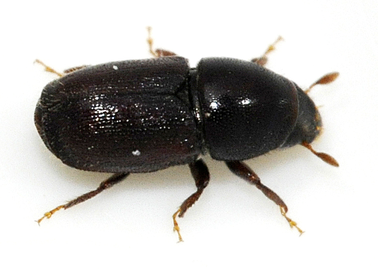 Scolytus in white background
