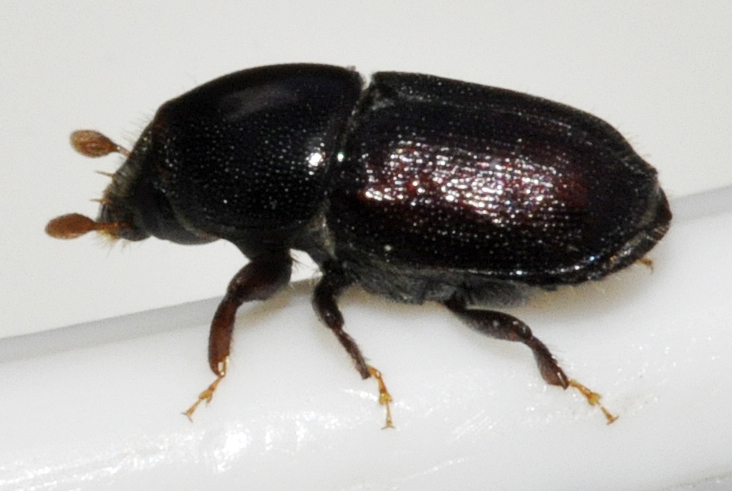 Scolytus species undetermined in white backgrounbd