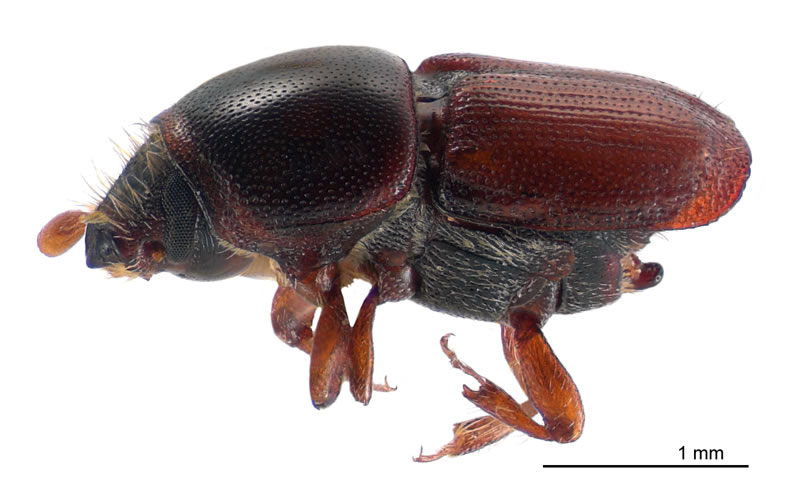 Lateral view of a specimen of Scolytus multistriatus