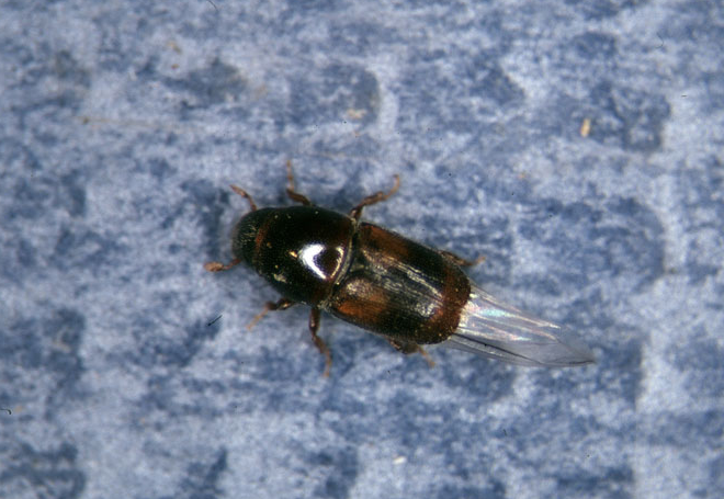 Scolytus schevyrewi on a blue and white background