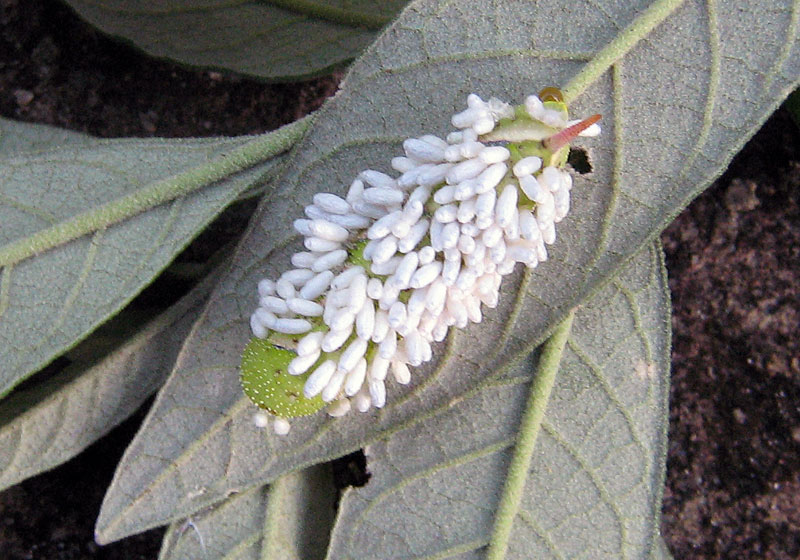 Silk cocoons made by larvae of very small parasitoid wasps on a sphingiid caterpillar. 