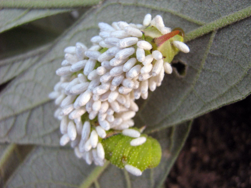 Silk cocoons made by larvae of very small parasitoid wasps on a sphingiid caterpillar. 