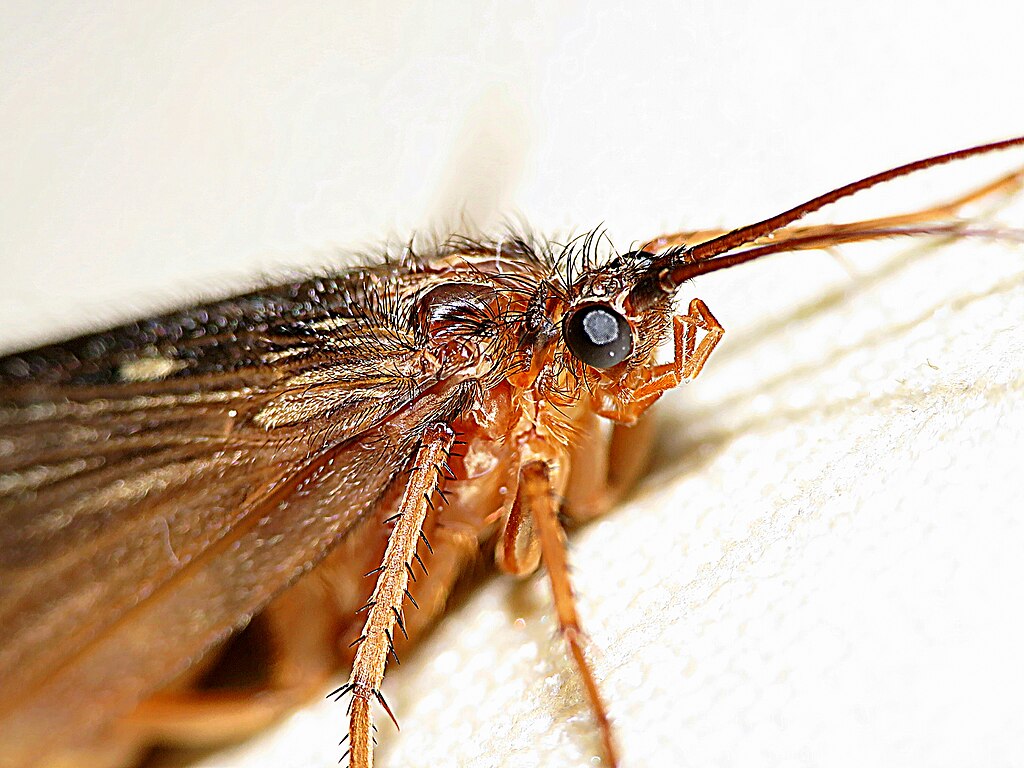 caddisfly