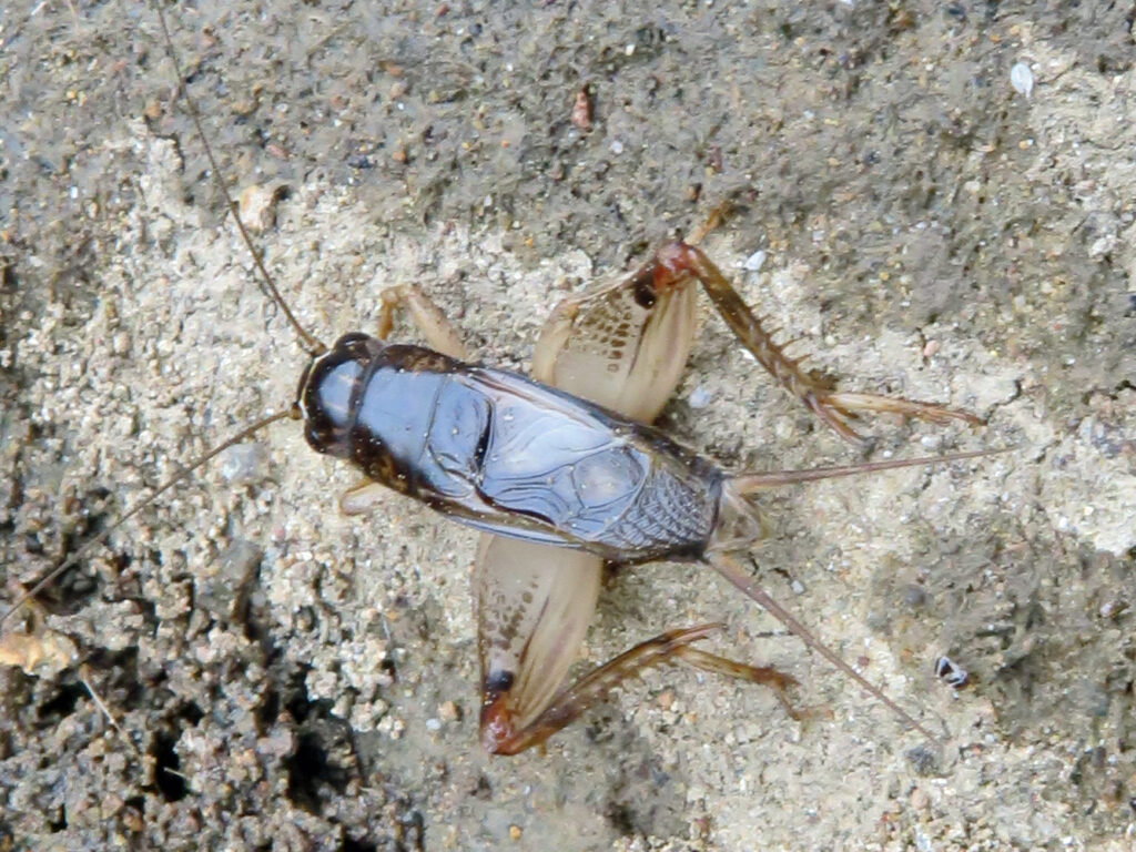 Lepidogryllus comparatus