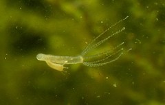 A hydra swimming in pale green water