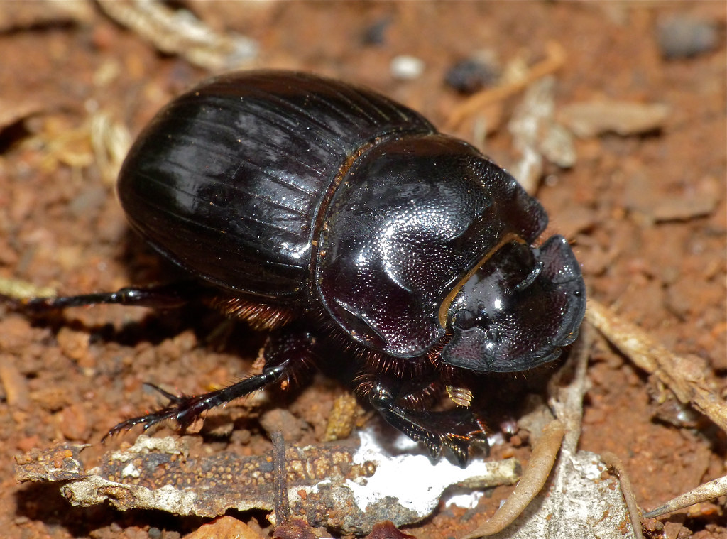 Dung Beetle (Copris sp.) usually in the Gopher tortoise burrow