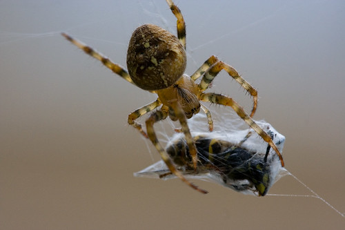 A spider with its prey wrapped in its silk