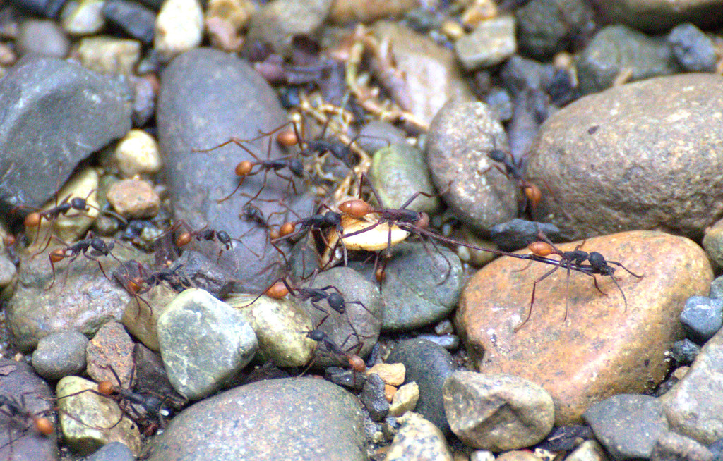 A colony of ants on a rocky surface.