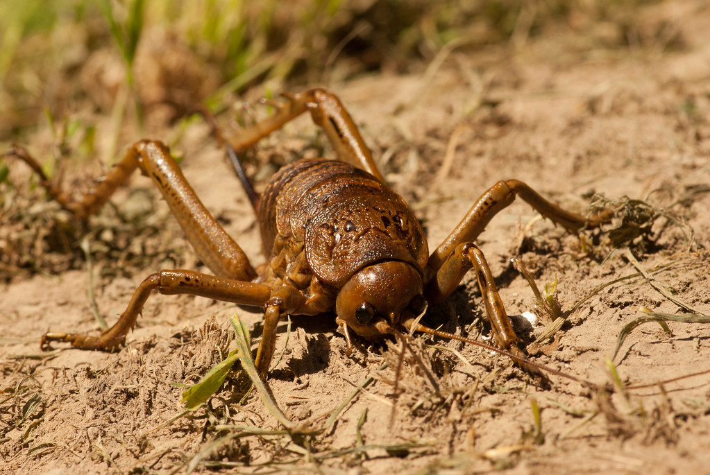 Are You Bigger Than a Bug's World Record? Comparing Humans to Insect Extremes (Featured Image)
