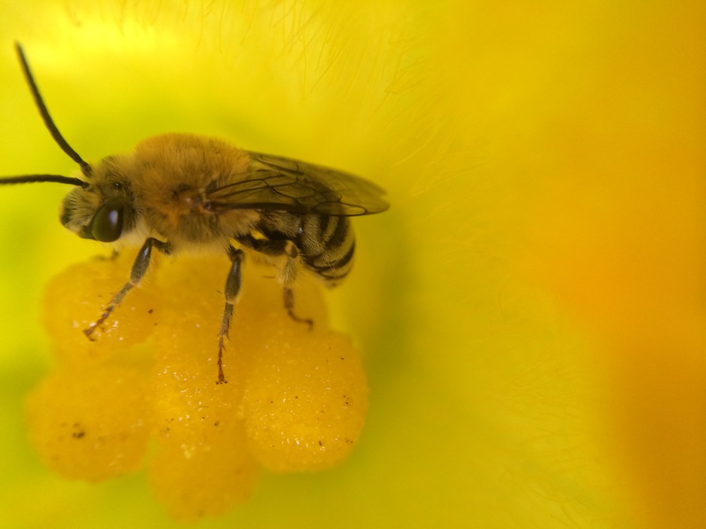 A squash bee visiting a squash flower
