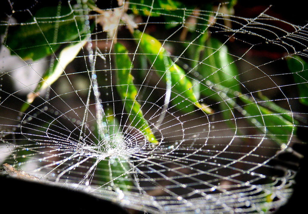 Spider Web Gravity Well