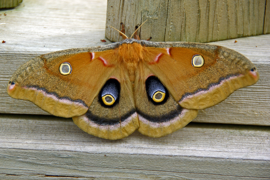 Antheraea Polyphemus Moth