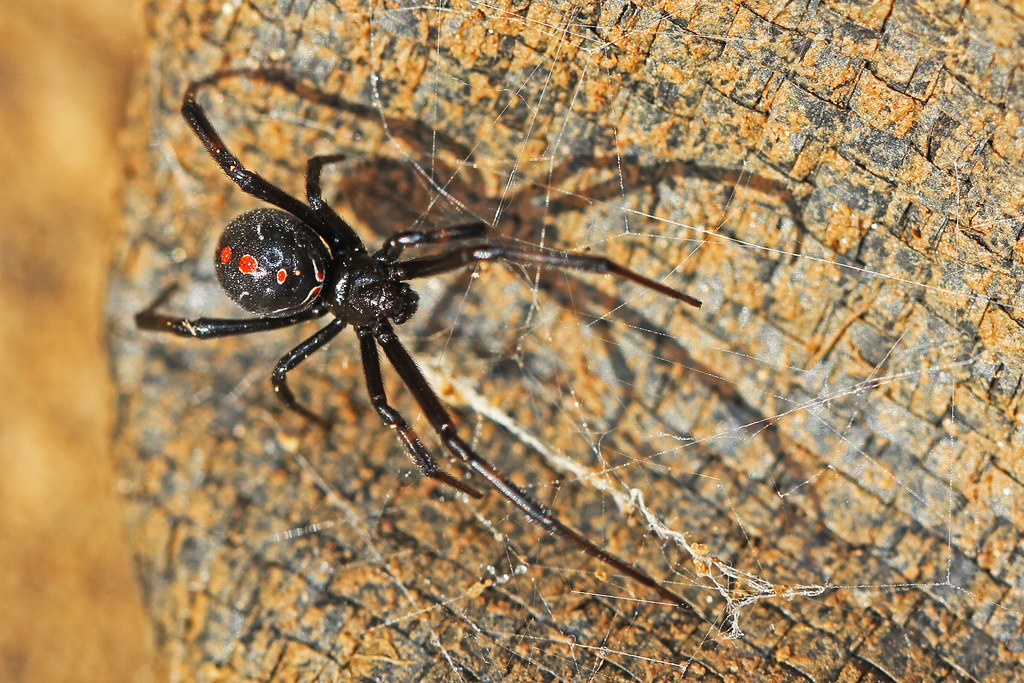 Northern Black Widow - Latrodectus variolus