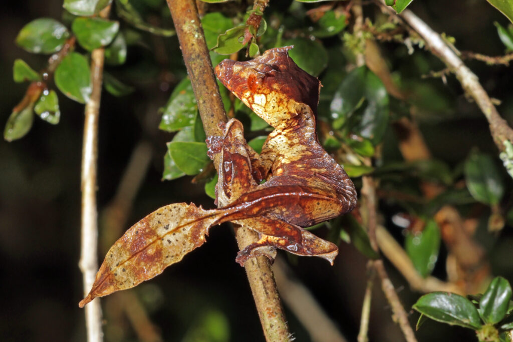 Satanic leaf-tailed gecko (Uroplatus phantasticus) showing excellent camouflage ability
