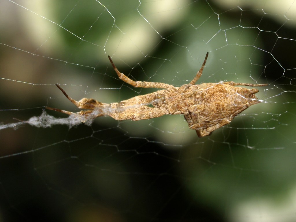 Uloborus plumipes