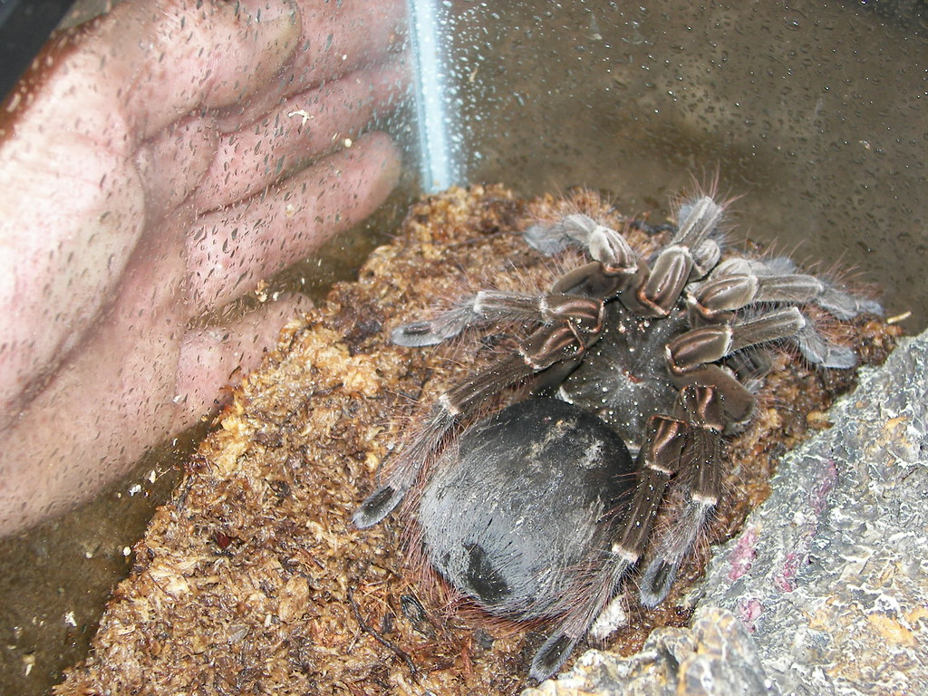 A pet Goliath birdeater spider in a glass tank