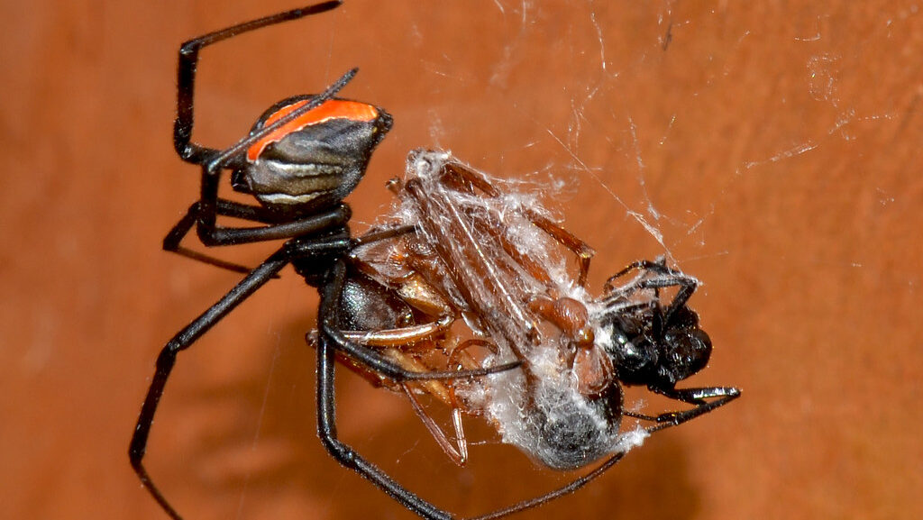 Redback spider eats bull ant