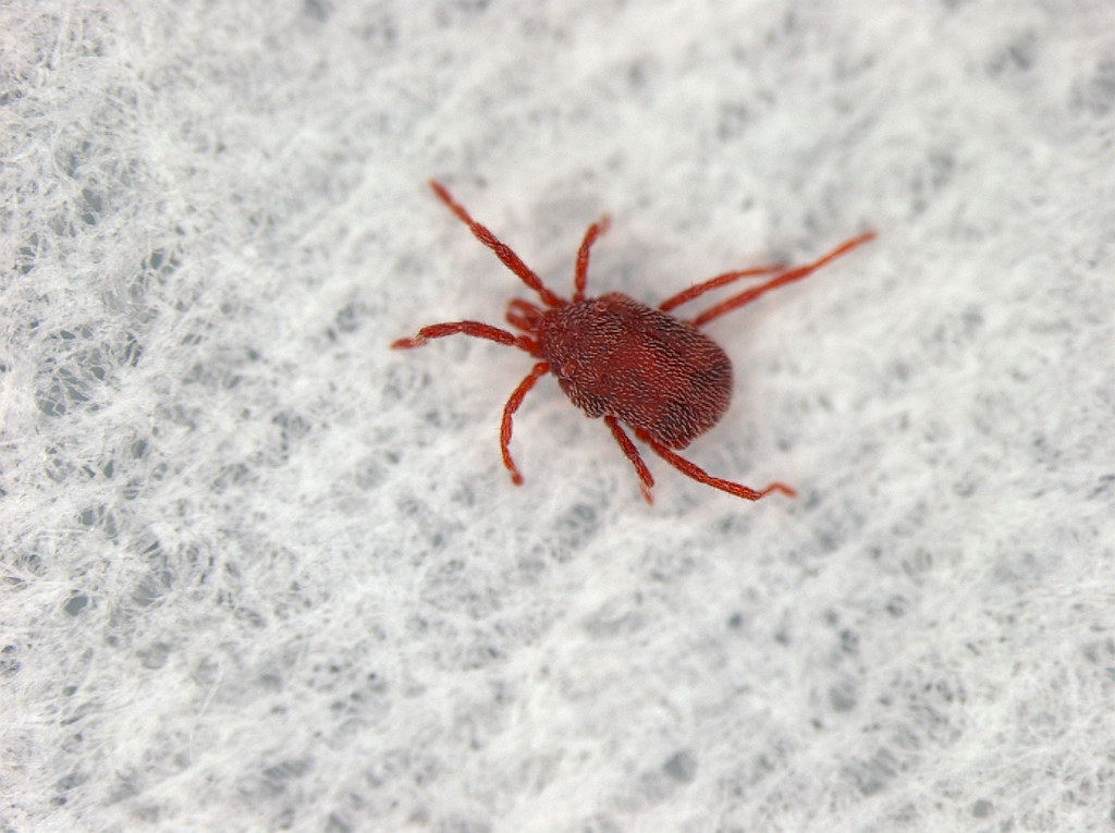 A Clover mite on a white background