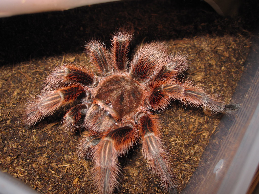 Grammostola rosea 'red phase' tarantula adult