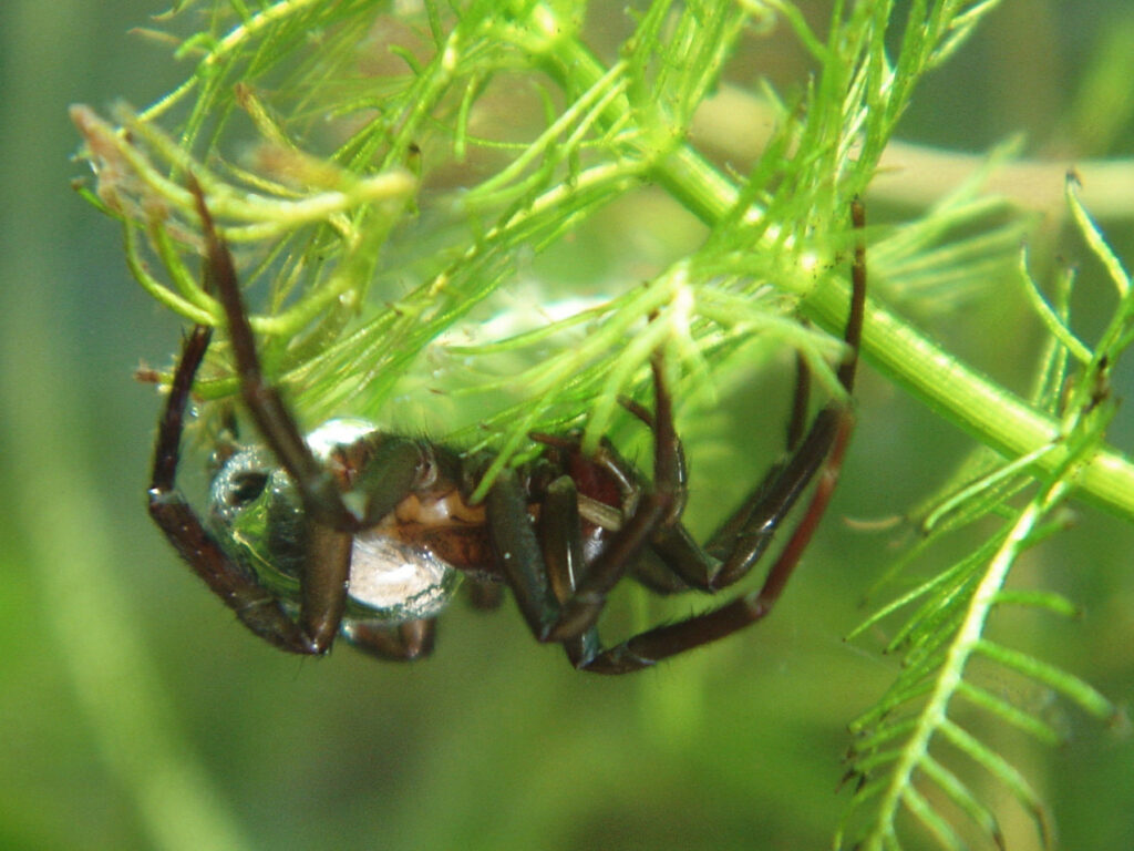 A water spider and its bubble-like web