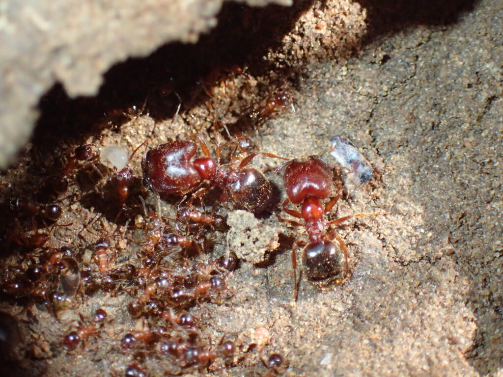 A colony of big-headed ants