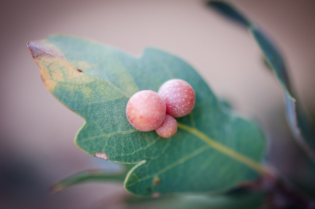 Clustered Gall Wasp (Andricus brunneus)