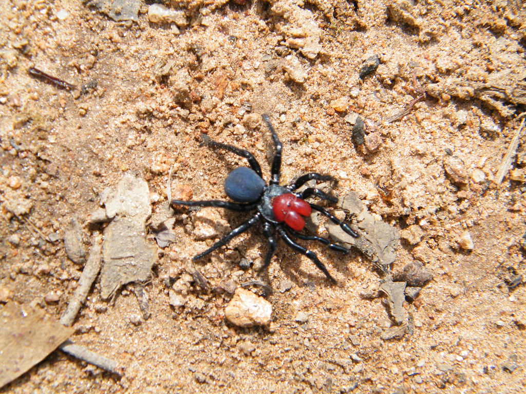 A Muse Spider on a sandy surface