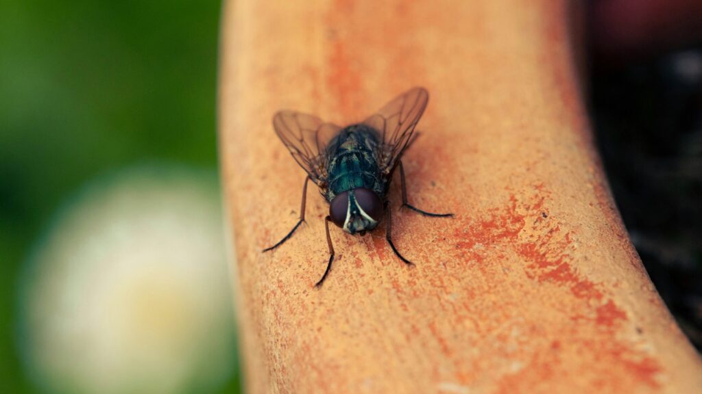 green bottle fly selective focus photography