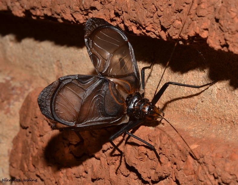 Homoeogryllus orientalis (South African bell cricket)