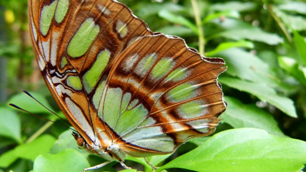 a large butterfly sitting on top of a green leaf