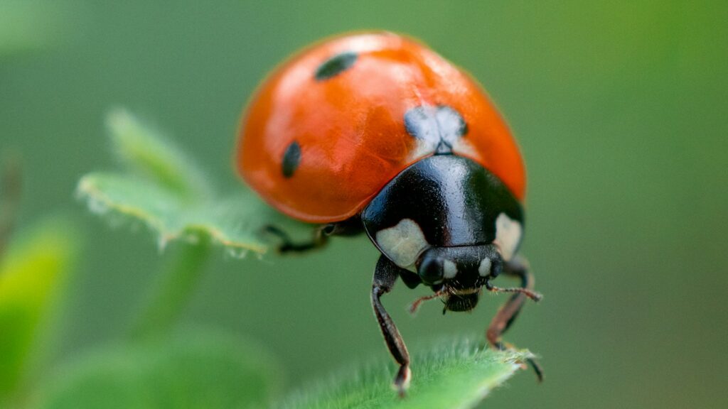 red ladybug perched on green leaf in close up photography during daytime