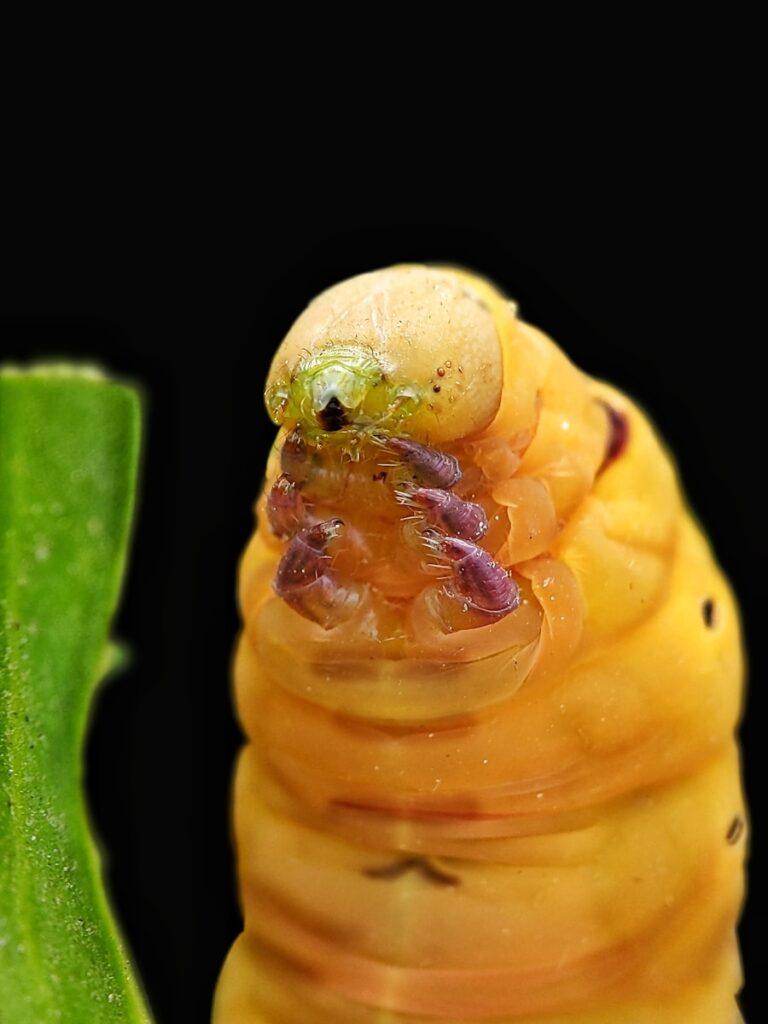 A close up of a caterpillar on a leaf
