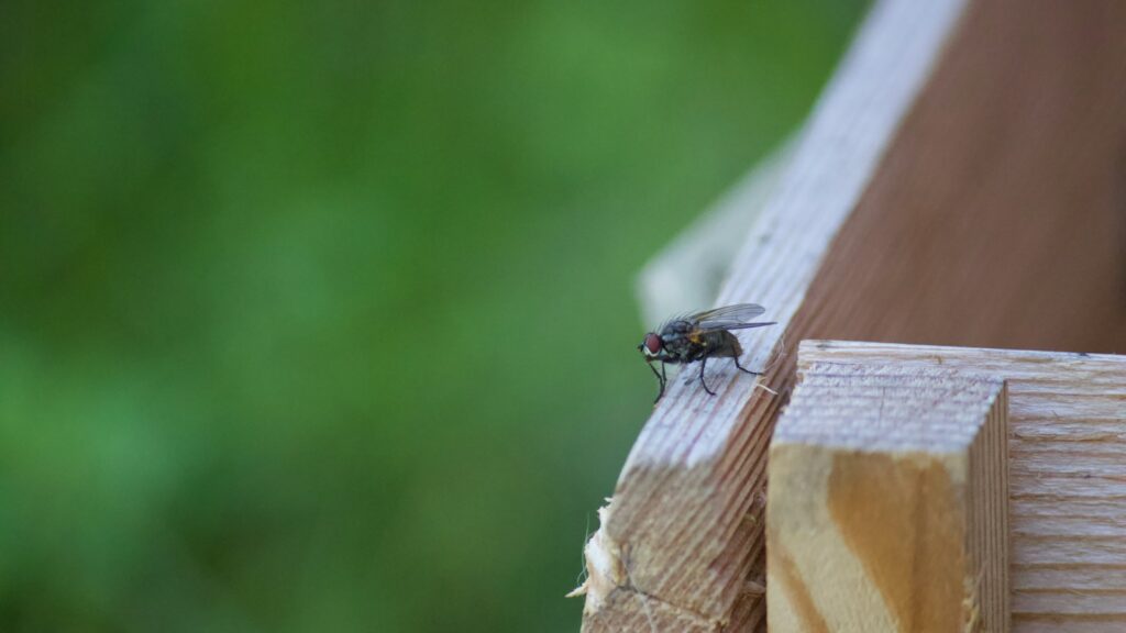 a bee on a wood surface