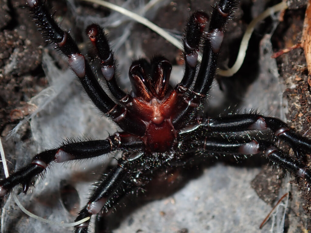 Atrax robustus
