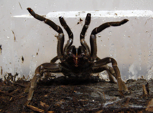 A brown tarantula in a glass box.