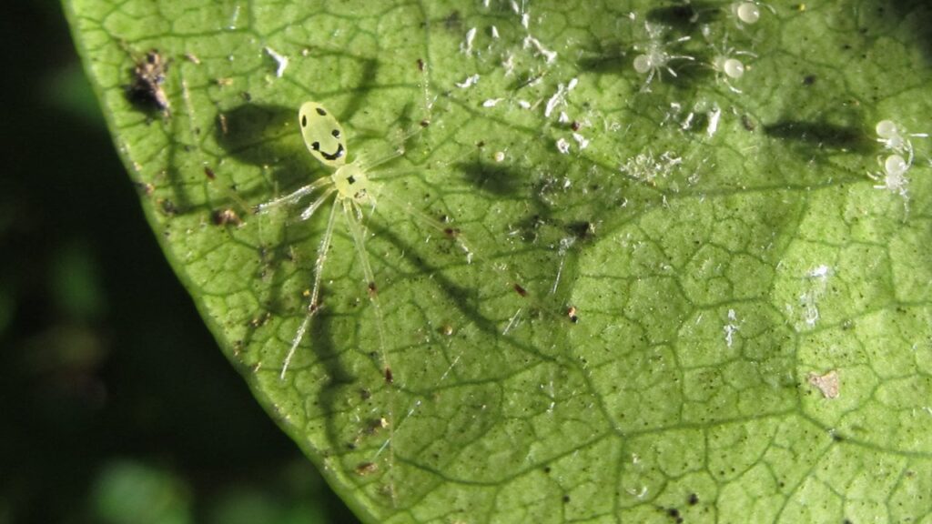 Theridion grallator with happy face