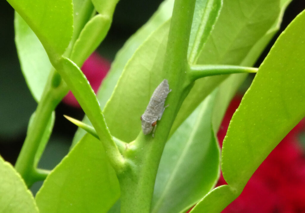 The nymph of a Sharpshooter Leafhopper - top view