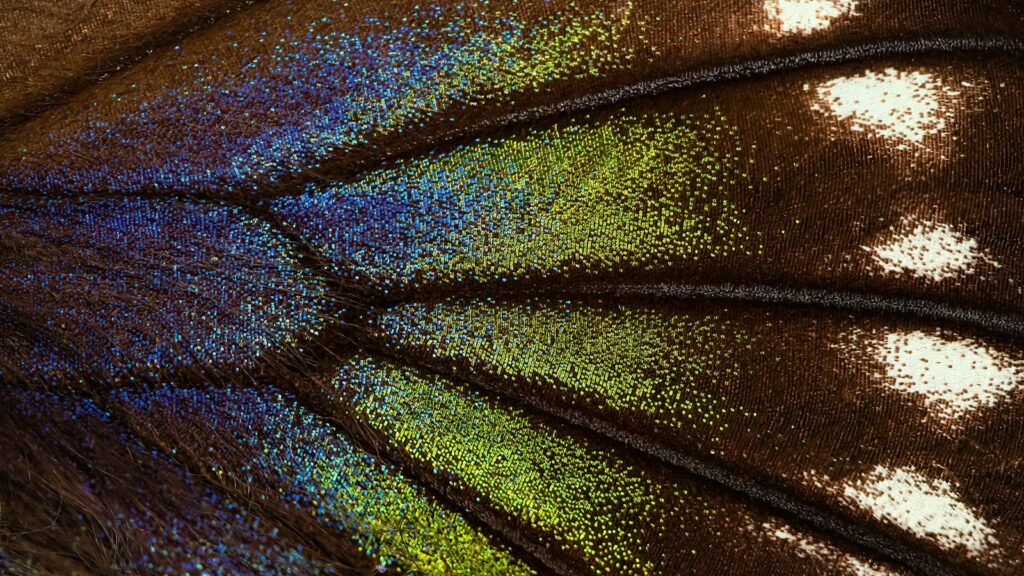 a close up view of a butterfly's wing
