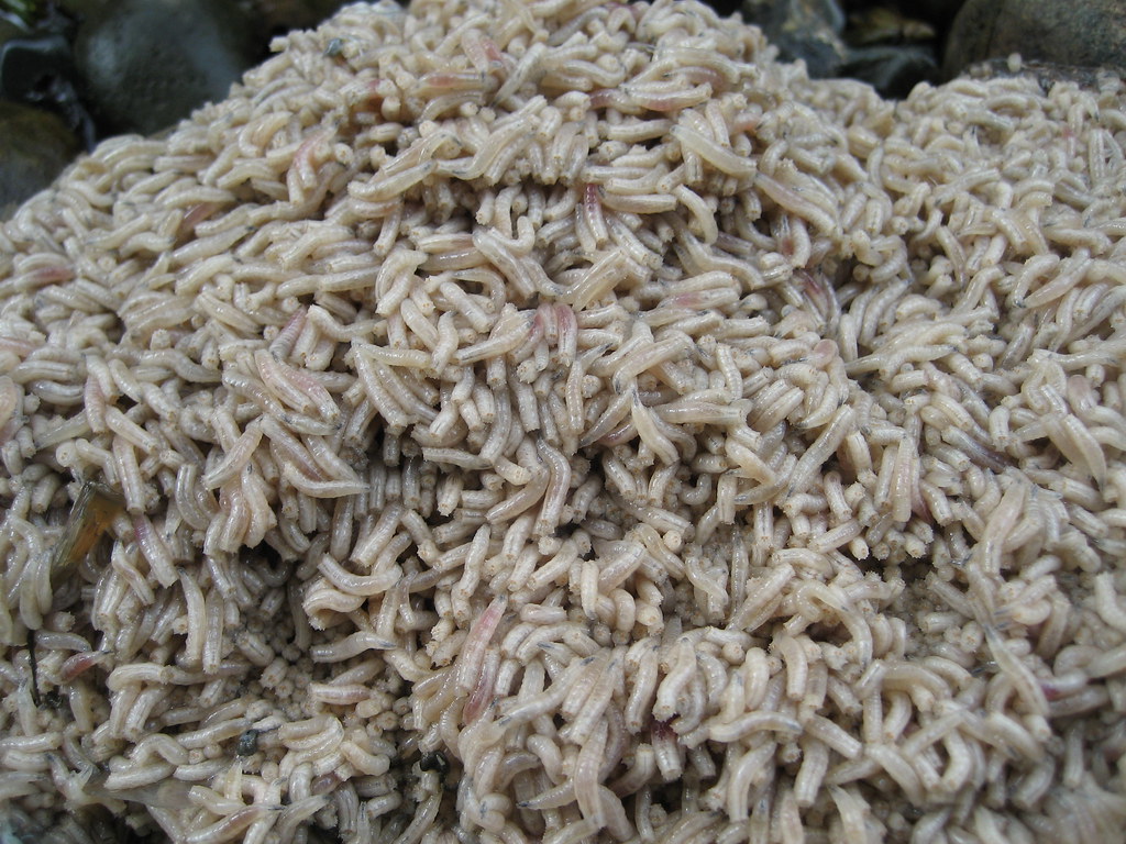 A shot of a pile of maggots